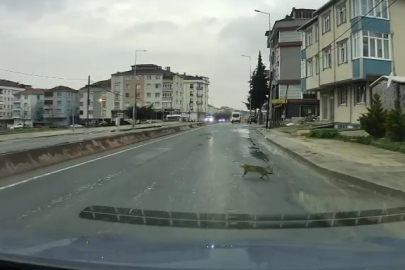 Yoldan Geçerken Arabanın Altında Kalan Kedi Koşarak Kaçtı