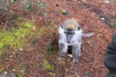 Mantar Aramak İçin Çıktığı Doğada Maymun Buldu