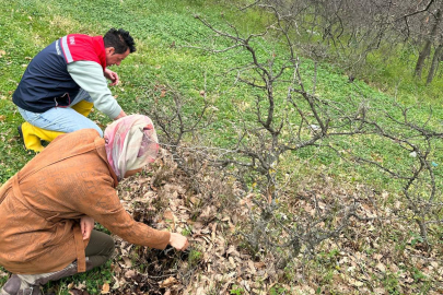 Enez’de İlkbahar Kışlak Süne Sürvey Çalışmaları Başlatıldı