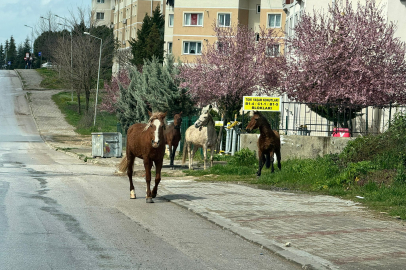 Yetki Tartışması Atları Sahipsiz Bıraktı