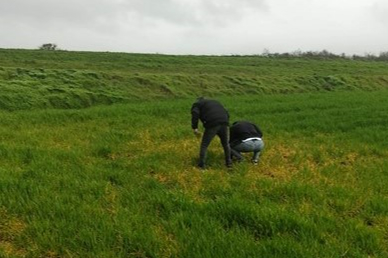 Kofçaz’da Hububat Alanlarında Hastalık ve Zararlı Kontrolleri Yapılıyor
