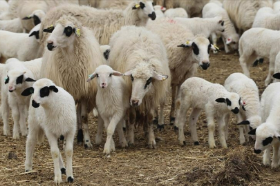 Küçükbaşa Destek Projesi Başvuruları Başladı