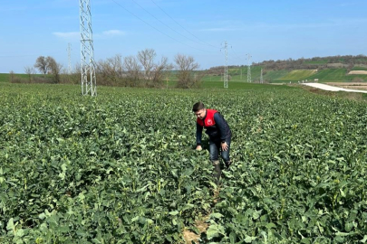 Pehlivanköy’de Kanola Tarlalarında Fenolojik Gözlem