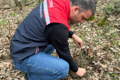 Edirne’de Süne Sürvey Çalışmaları Başladı