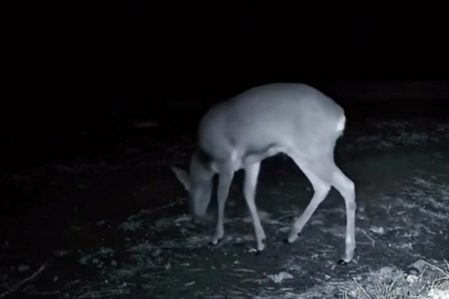 Tekirdağ'da Karacalar Fotokapanla Görüntülendi