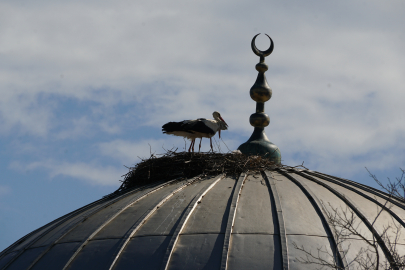 Tekirdağ'da Leylekler 11 Yıldır Cami Kubbesine Yuva Yapıyor