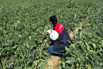 Kanola Ekili Alanlar İncelendi