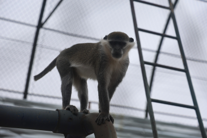 Firari Maymun İkinci Kez Yakalanarak Koruma Altına Alındı
