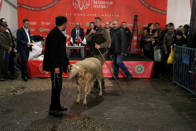 Tekirdağ'da "Damızlık Koç Yarışması" Düzenlendi