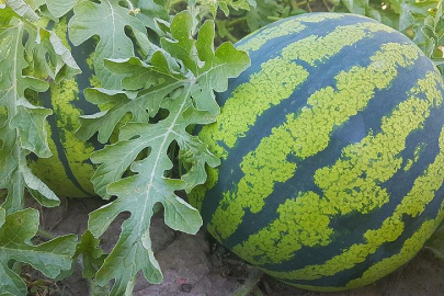 Edirne’de Karpuz Üretimini Geliştirme Projesi Başladı