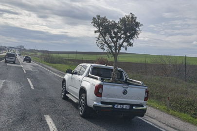 D100'de Şaşırtan Görüntü: Pikapta Zeytin Ağacı Taşıdılar