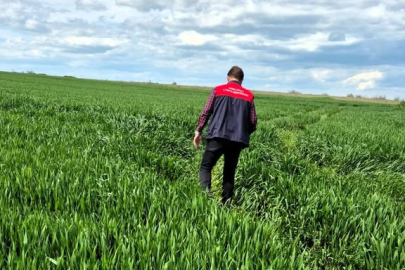 Babaeski’de Hububat Ekili Alanlarda Fenolojik Gözlem Yapıldı