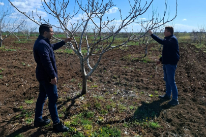 Ceviz Bahçelerinde Fenolojik Gözlem Yapıldı
