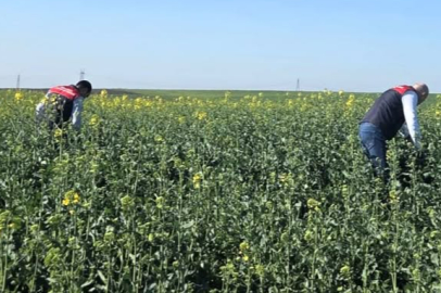 Kanola Tarlalarında Fenolojik Gözlem Yapıldı