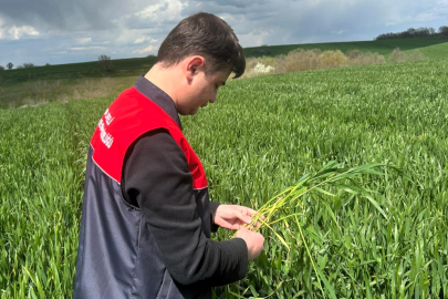 Pehlivanköy’de Buğday Tarlalarında Hastalık Kontrolü
