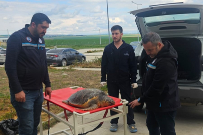 Tekirdağ’da Caretta Caretta İncelemesi