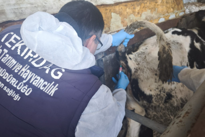 Tekirdağ’da İthal Damızlık Hayvanlarda Sağlık Taraması Sürüyor