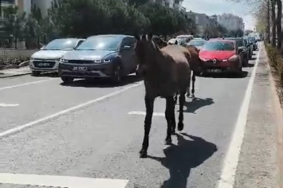 Başıboş Atlar Şehirde Yolları Mesken Tuttu