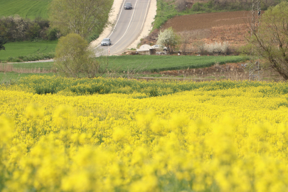 Tekirdağ'da "Sarı Gelin" Tarlaları Renklendirdi