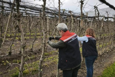 Çorlu'da Kahverengi Kokarcaya Karşı Tuzaklı Mücadele Başlatıldı