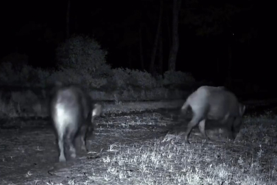 Domuz Sürüsü Fotokapana Yakalandı
