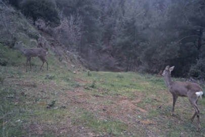Tekirdağ'da 3 Karaca Fotokapanla Görüntülendi