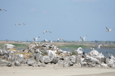 Türkiye'nin En Büyük Adası Gökçeada'da En Büyük Ada Martısı Kolonisi