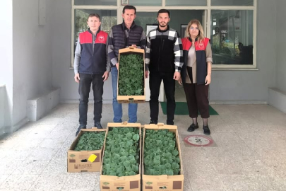 Lüleburgaz’da Hıyar Fidesi Dağıtımı Yapıldı