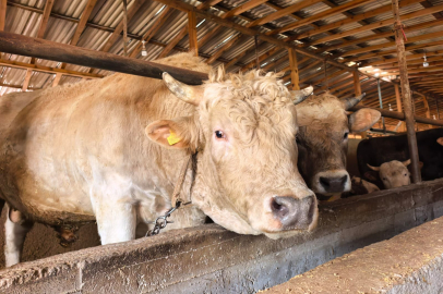 Tonluk 'Paşa' 500 Bin Lira