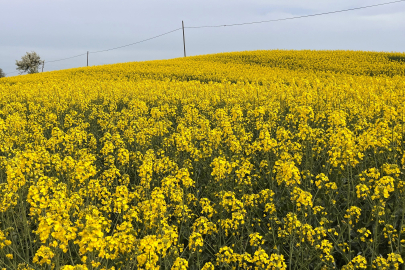 Hayrabolu'da Çiçek Açan 'Sarı Gelin', Rengiyle Büyülüyor