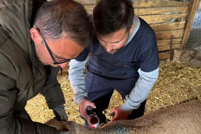 Süloğlu’nda Küçükbaş Hayvanlara Aşılama ve Küpeleme Çalışması