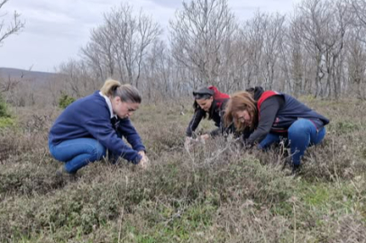 Tekirdağ’da Süne ile Mücadele Çalışmaları Başladı