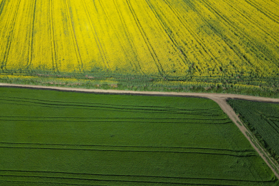 Tekirdağ'da Kanola Çiçekleri ve Buğday Başakları Tarlaları Renklendirdi