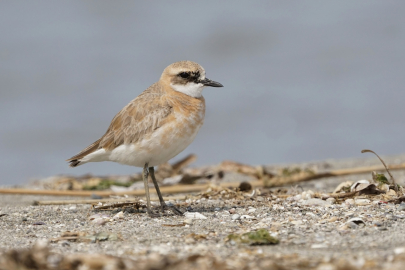 Çanakkale İçin Yeni Kuş Türü: Büyük Cılıbıt