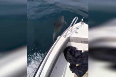 Edirne'de Tekneye Eşlik Eden Yunuslar Kamerada