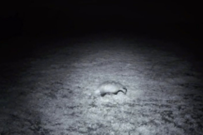 Ganos Dağları'nda Porsuk Fotokapana Yansıdı