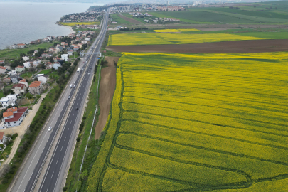 Tekirdağ'da Kanola Tarlaları Sürücülere Görsel Şölen Sunuyor