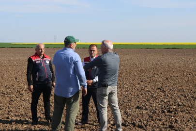 İl Müdürü İslam Köse Mısır Ekim Alanlarını İnceledi