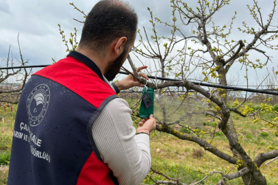 Kahverengi Kokarca İçin Tuzak Takip Çalışması