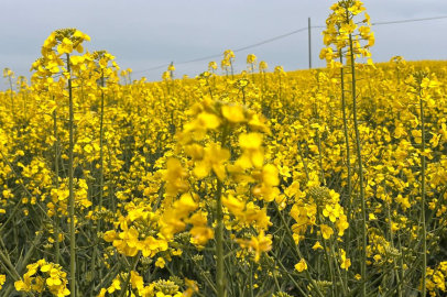 Kanola İlaçlamasında Arıların Korunması Çağrısı