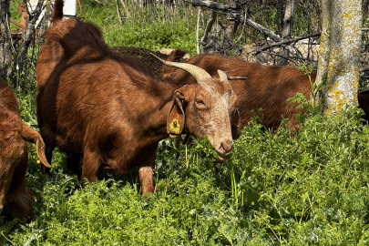 Türkiye'de Islah Projeleri Yerli Keçi Irklarında Sayıyı Artırıyor