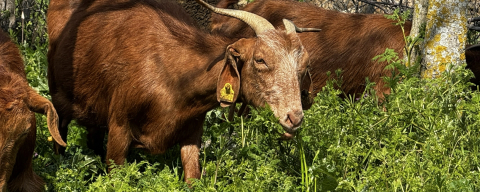 Türkiye'de Islah Projeleri Yerli Keçi Irklarında Sayıyı Artırıyor