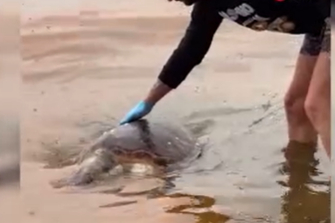 Tekirdağ'da Ölü Caretta Caretta Kıyıya Vurdu