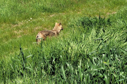 Edirne’de Aç Kalan Çakal Köye İndi