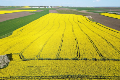 Kırklareli’nde Kanola Tarlaları Sarıya Büründü
