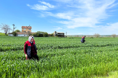 Kırklareli’nde Süne Zararlısına Karşı Sürvey Çalışmaları Başladı