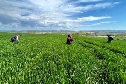 Lüleburgaz ve Vize’de Süne Zararlısına Karşı Sürvey Çalışmaları Sürüyor
