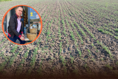 Edirneli Nohut Üreticisi Hem Ekiyor Hem Satıyor