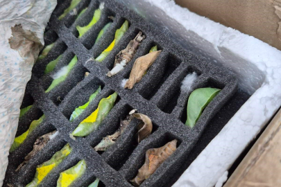 Sınır Kapısında Tropikal Kelebek Pupası Ele Geçirildi