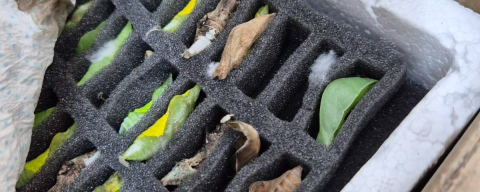 Sınır Kapısında Tropikal Kelebek Pupası Ele Geçirildi